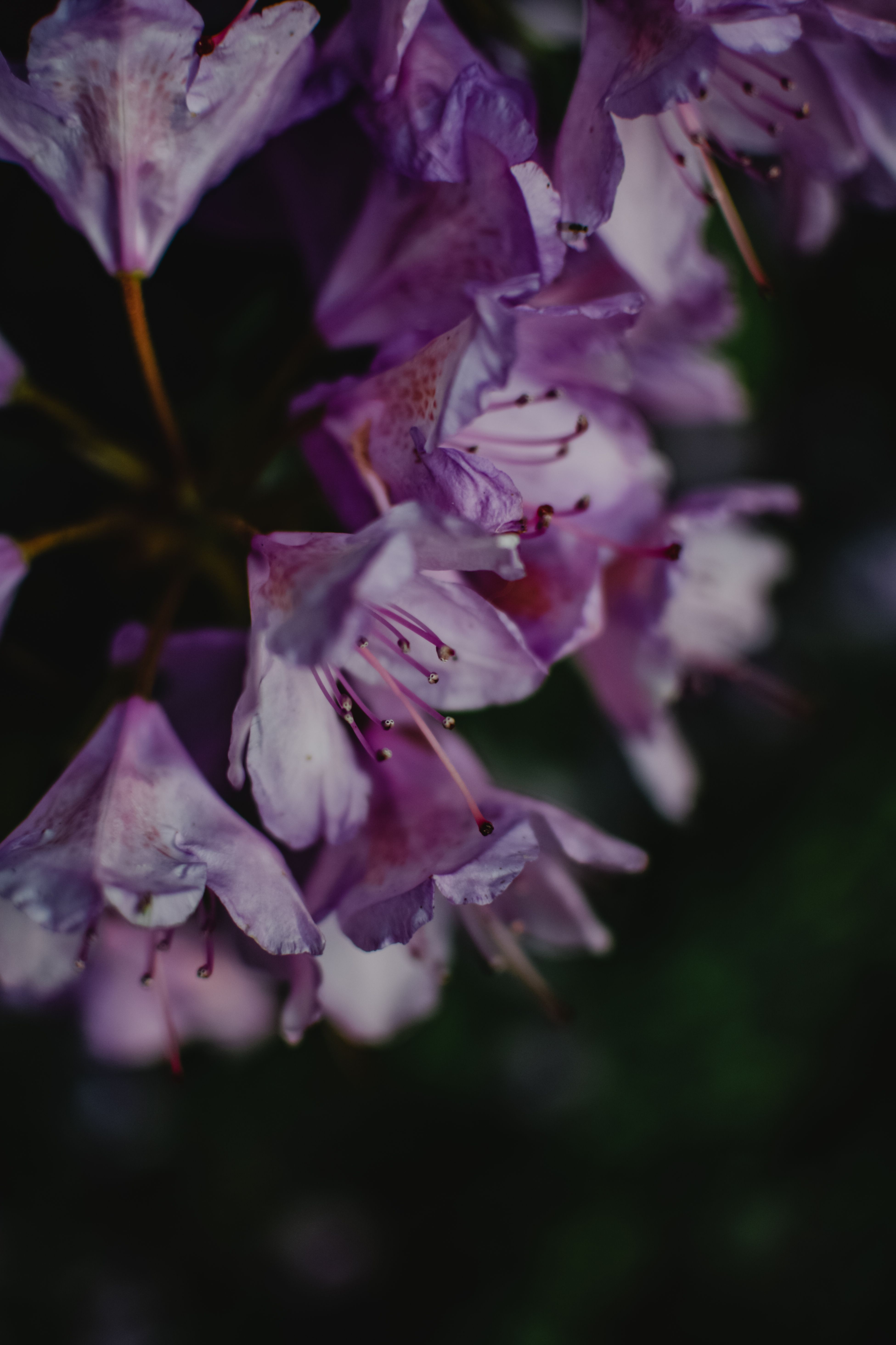 Close Up Photo of Purple Flowers · Free Stock Photo