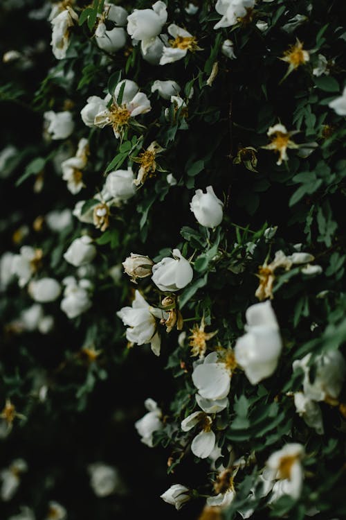 Beyaz çiçekler, bitki örtüsü, burnet gül içeren Ücretsiz stok fotoğraf