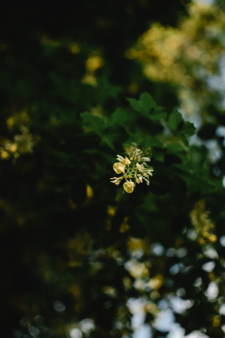 Blooming Small Yellow Flowers 