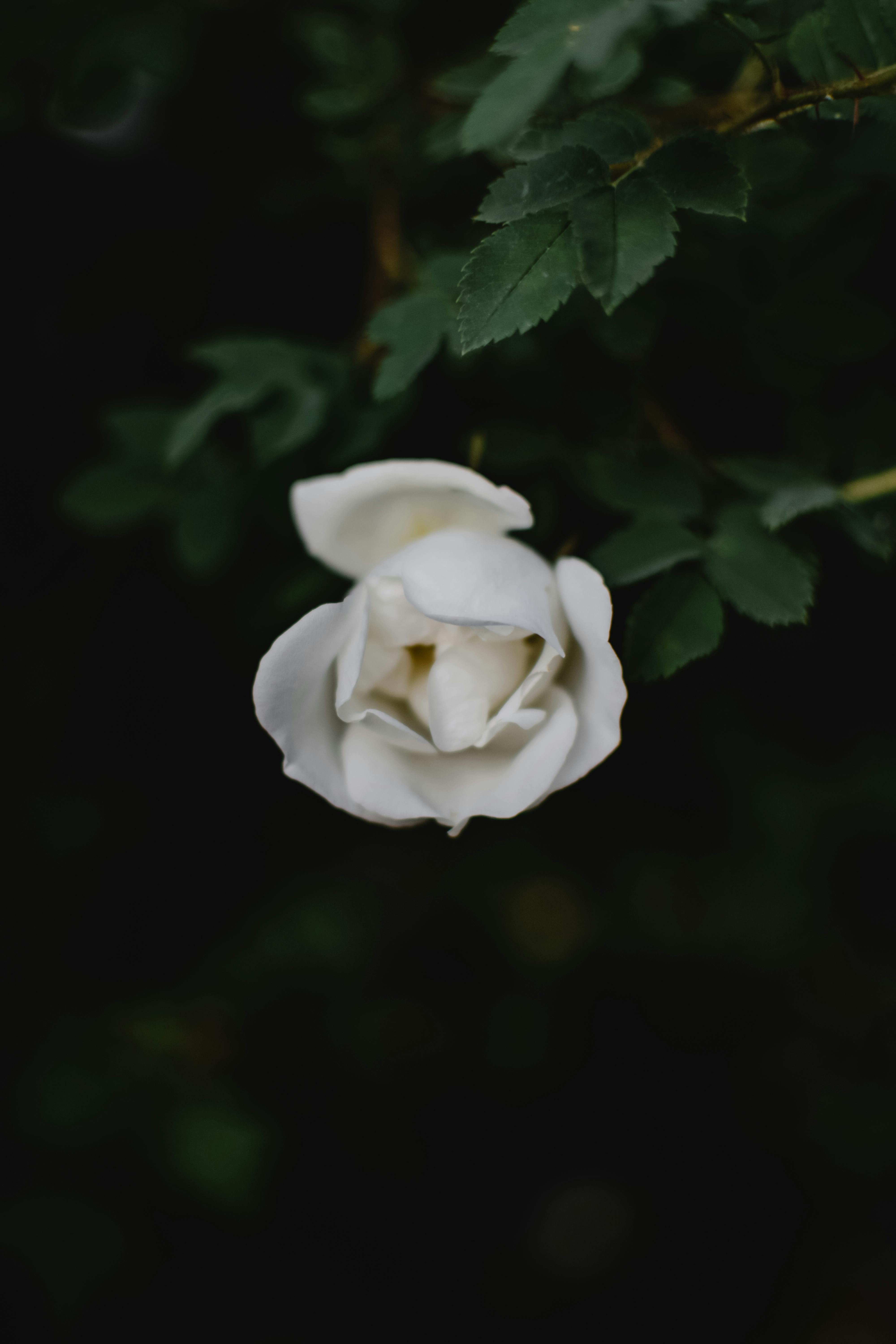 Close-up of a blooming white iceberg rose among green leaves, captured in a Helsinki garden.