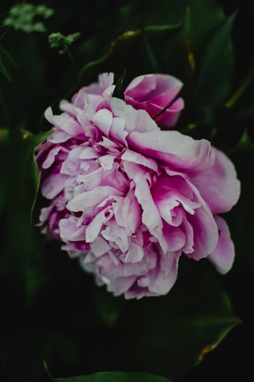 免費 粉紅色的花，在微距拍攝 圖庫相片