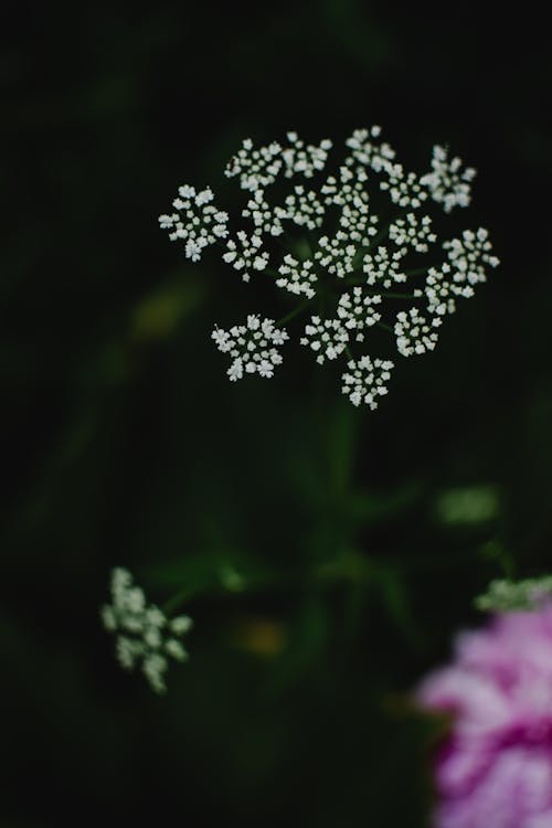 Fleur Blanche Et Noire En Gros Plan