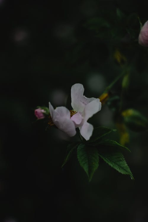 Fiore Bianco E Rosa Nella Fotografia Ravvicinata