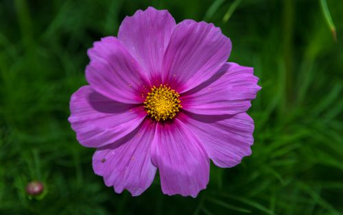 Free Close-up of a vivid purple cosmos flower in full bloom against a lush green background. Stock Photo