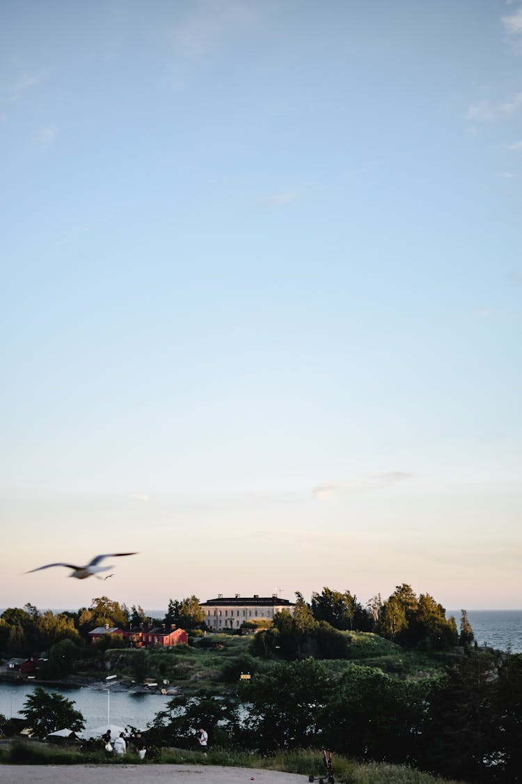 Bird Flying Over Green Trees Near A River