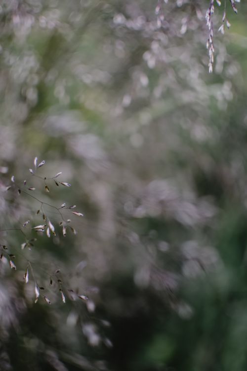 Tiny Spring Flowers · Free Stock Photo