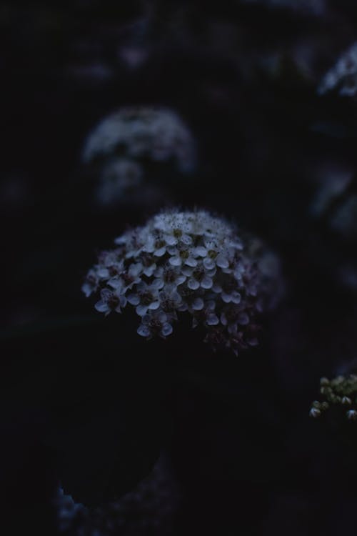 Fiore Bianco In Sfondo Nero