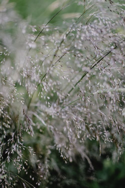 Free Close-up of delicate grasses swaying in a Helsinki garden during summer. Stock Photo