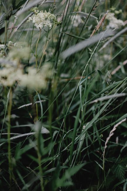 Serene close-up of wildflowers and grass in Helsinki, capturing nature's tranquility.