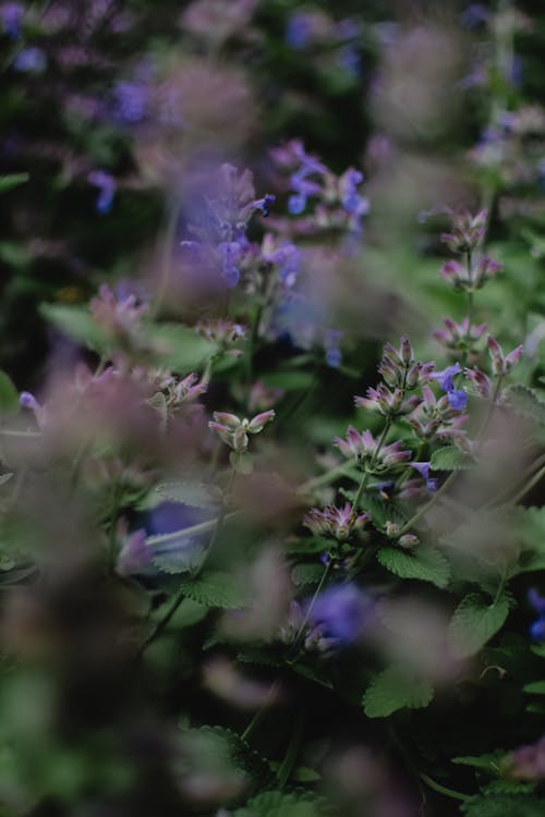 Základová fotografie zdarma na téma barva, fialová kytka, flóra