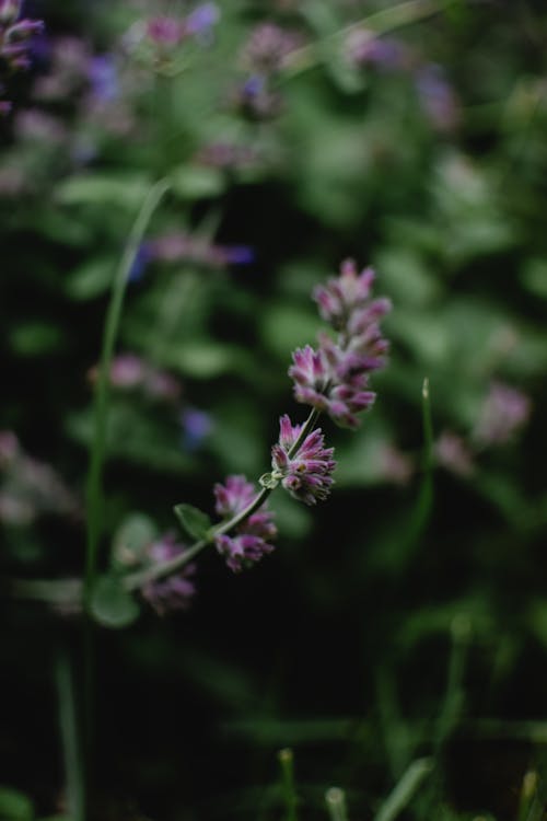 Purple Flower in Tilt Shift Lens