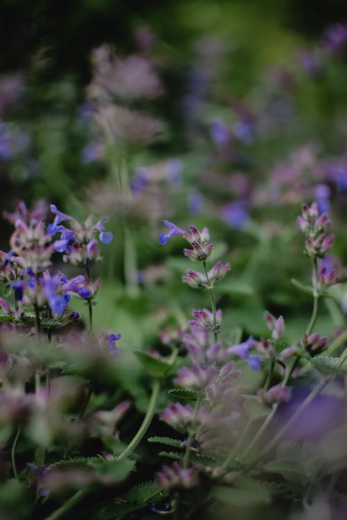 Purple Flowers in Tilt Shift Lens