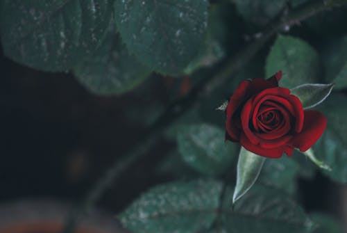 Ingyenes stockfotó közelkép, piros virág, rózsa témában