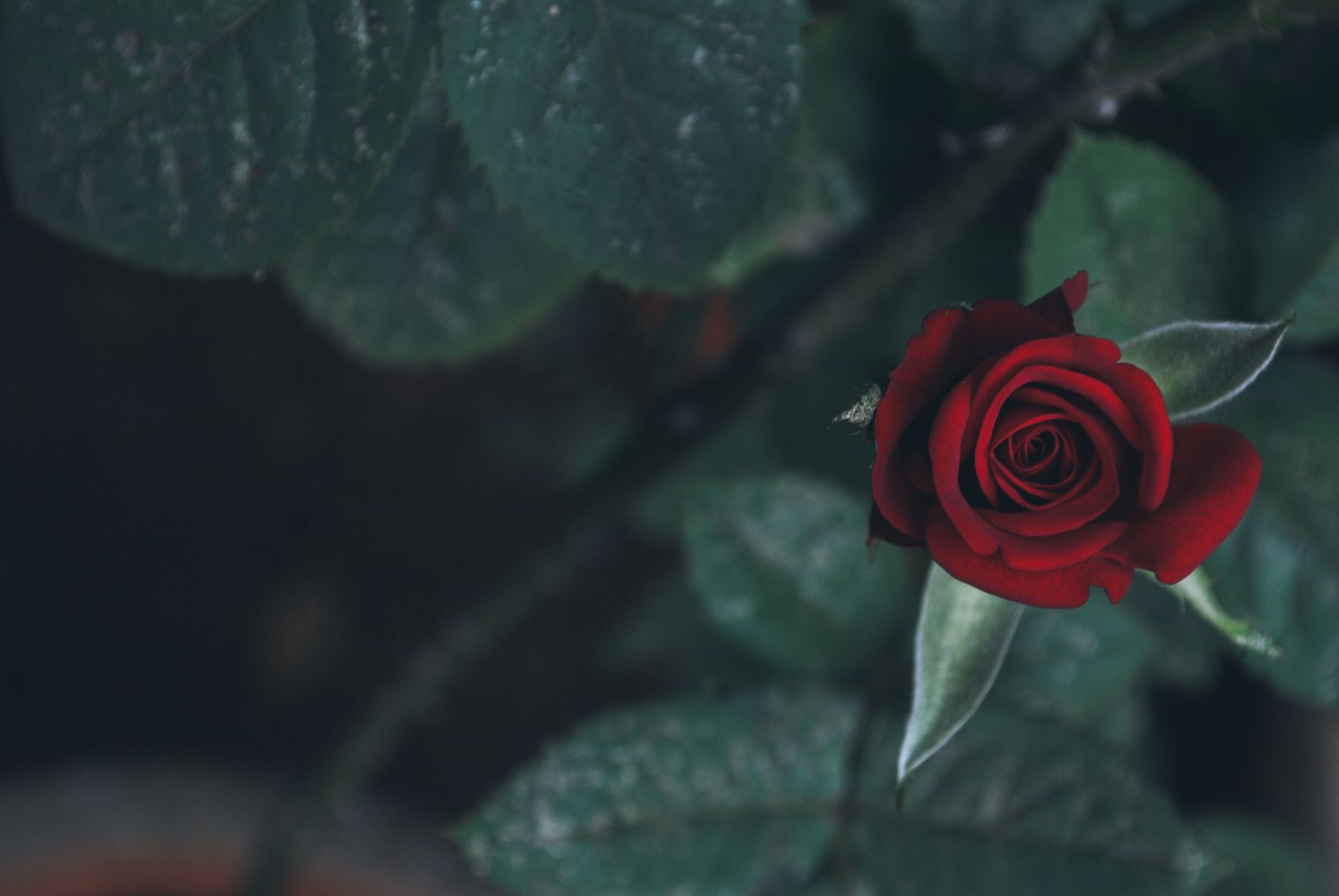 Stunning close-up of a blooming red rose surrounded by lush foliage.