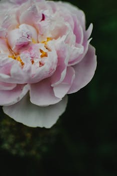 Beautiful close-up of a blooming pink peony flower against a green background, showcasing delicate petals.
