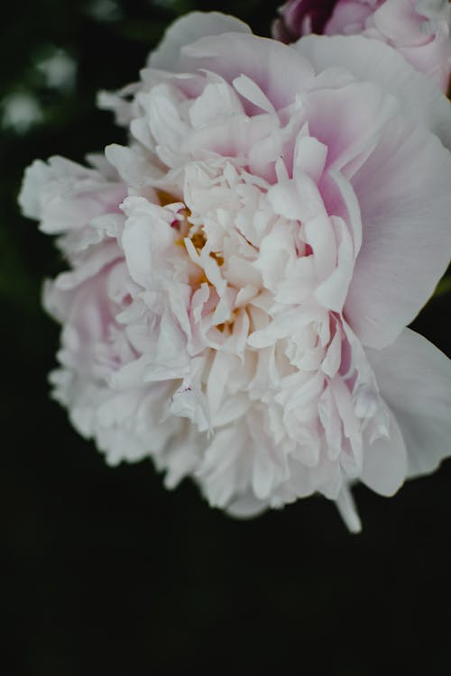 Flor Branca E Rosa Em Fotografia De Close Up