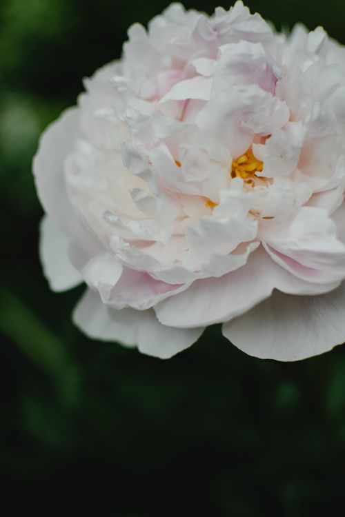 Free Delicate white peony flower in full bloom, captured with a close-up view showcasing its intricate petals. Stock Photo