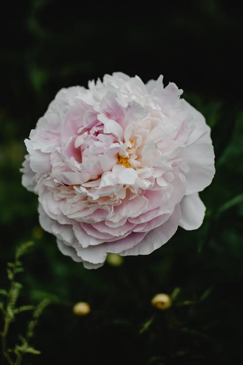 Close-up of a Peony