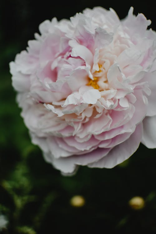 Gratuit Imagine de stoc gratuită din a închide, bujor, floare roz Fotografie de stoc