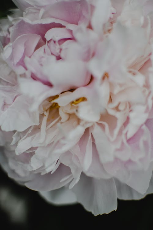 Gratis arkivbilde med blomsterfotografering, blomstre, flora