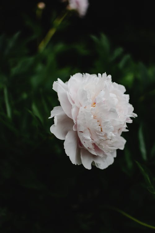 Free Peony Flower in Close Up Photography Stock Photo