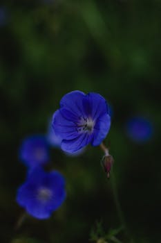 A vibrant blue wildflower captured in pristine detail against a blurred green background in Helsinki.