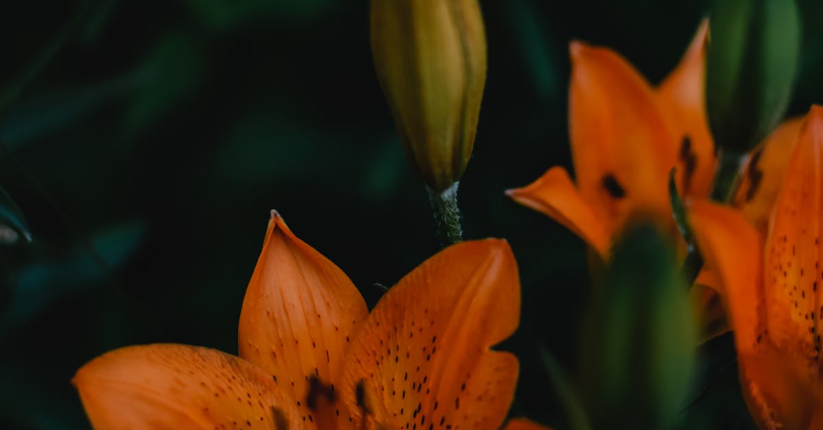 How to make a lily flowers easy