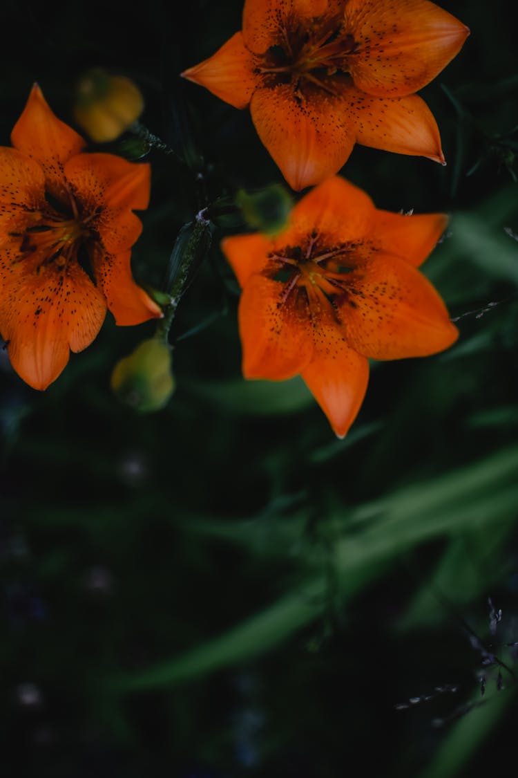 Orange Lilies In Bloom