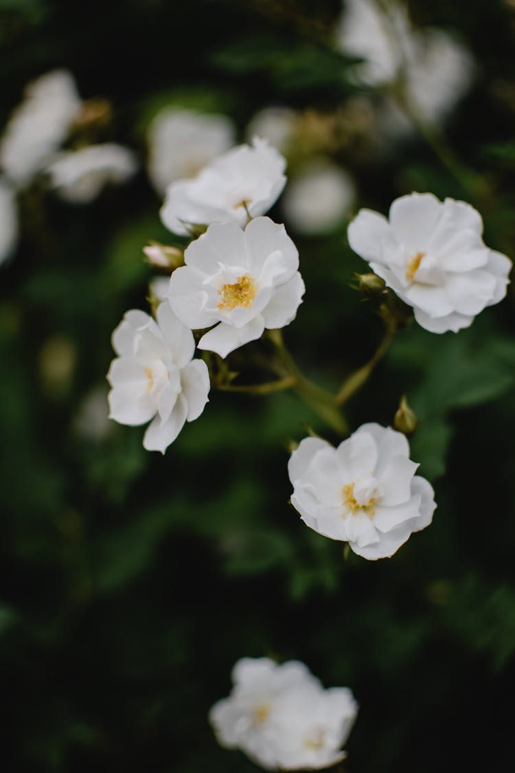 White Sakura Flowers In Bloom