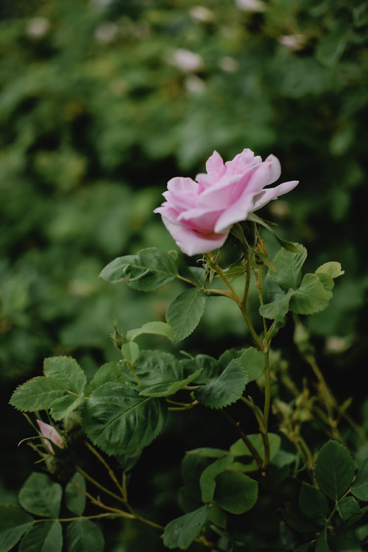 Pink Rose On Stem With Green Leaves