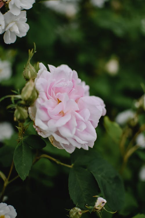 Free Pink Flower with Green Leaves Stock Photo