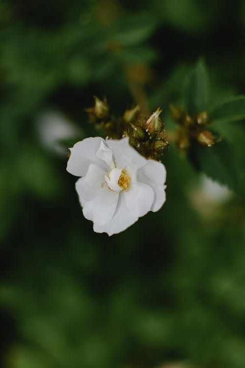 Free White Flower Near Buds Stock Photo