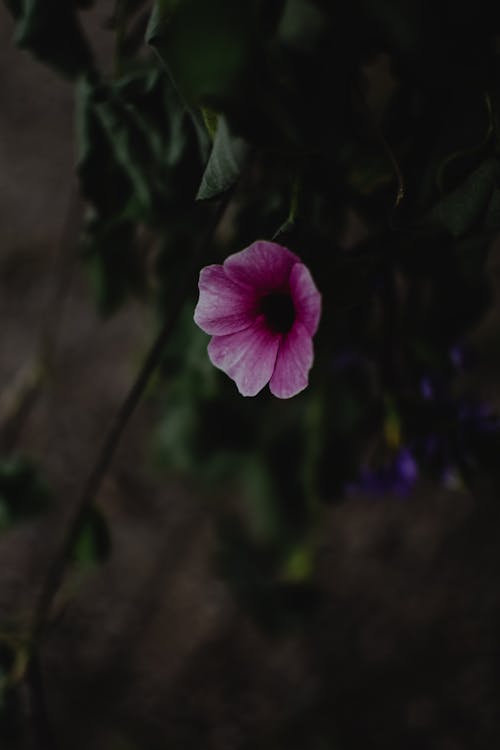Purple Flower in Bloom