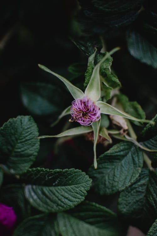 Gratis lagerfoto af blade, blomst, døende