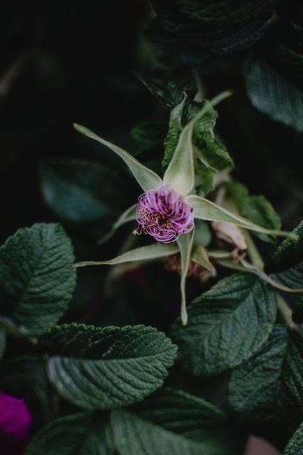Capture of a fading purple flower amid dark green leaves, illustrating nature's cycle.