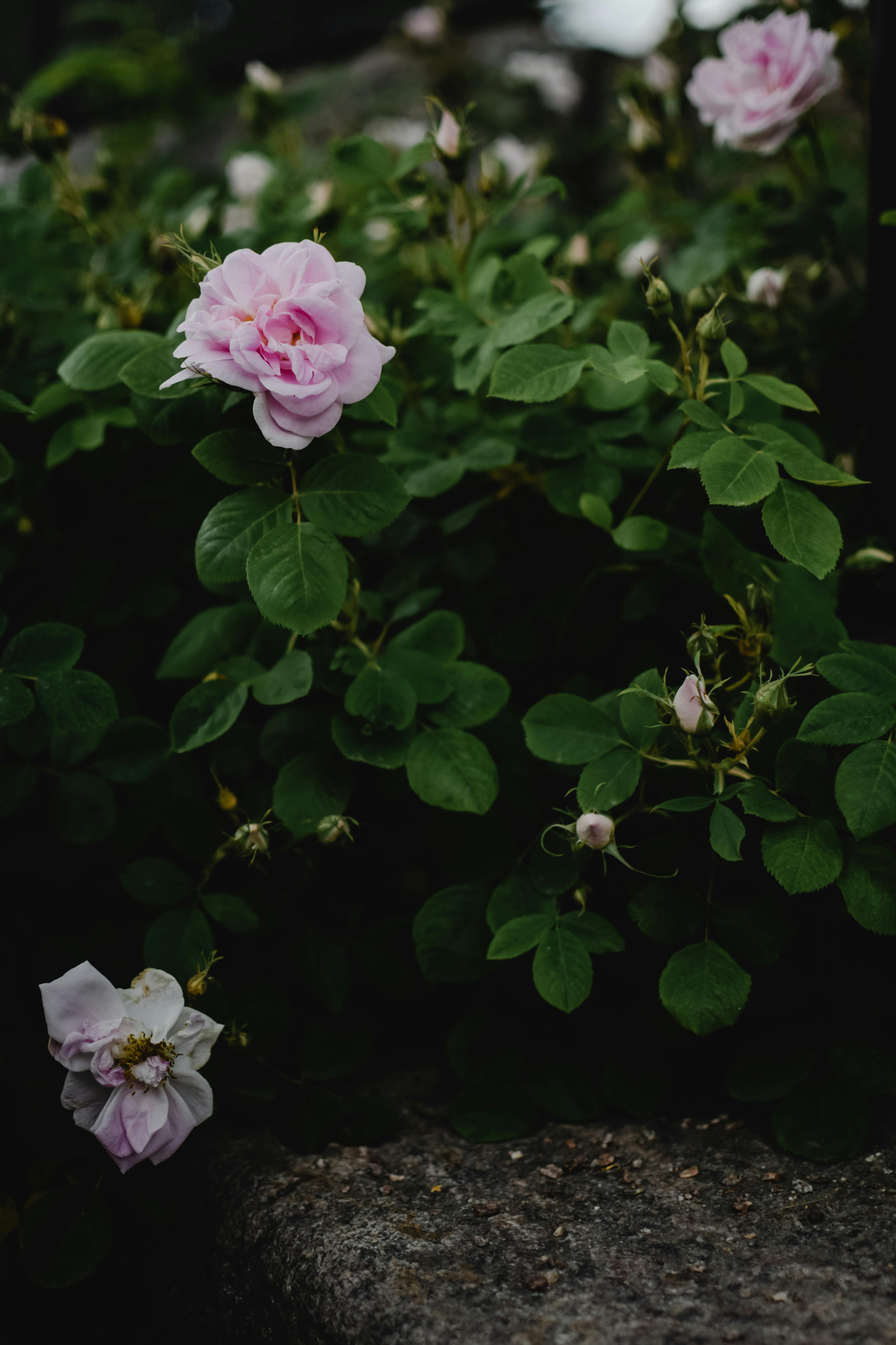 Beautiful pink rose bush captured in a lush spring garden setting in Helsinki.