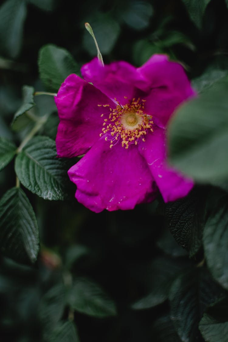 Yellow Stamen On Purple Flower