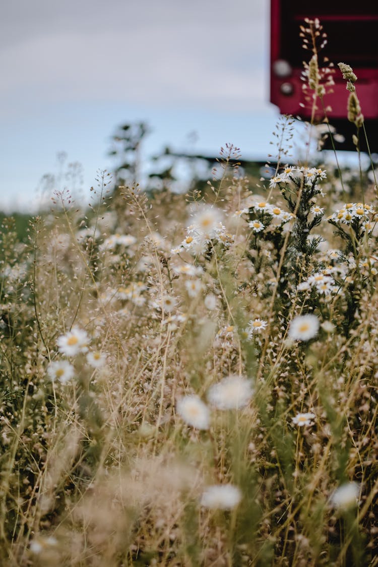 White Flowers Blooming