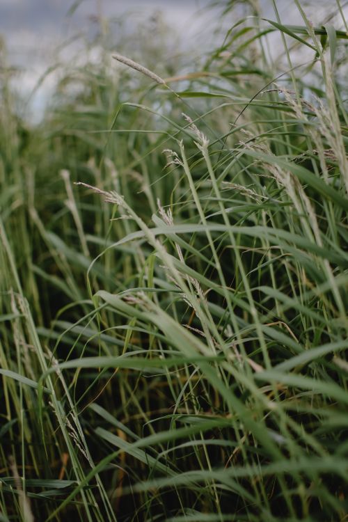 Free Close-up of tall green grass in a meadow, showcasing the lush nature of Helsinki, Finland. Stock Photo