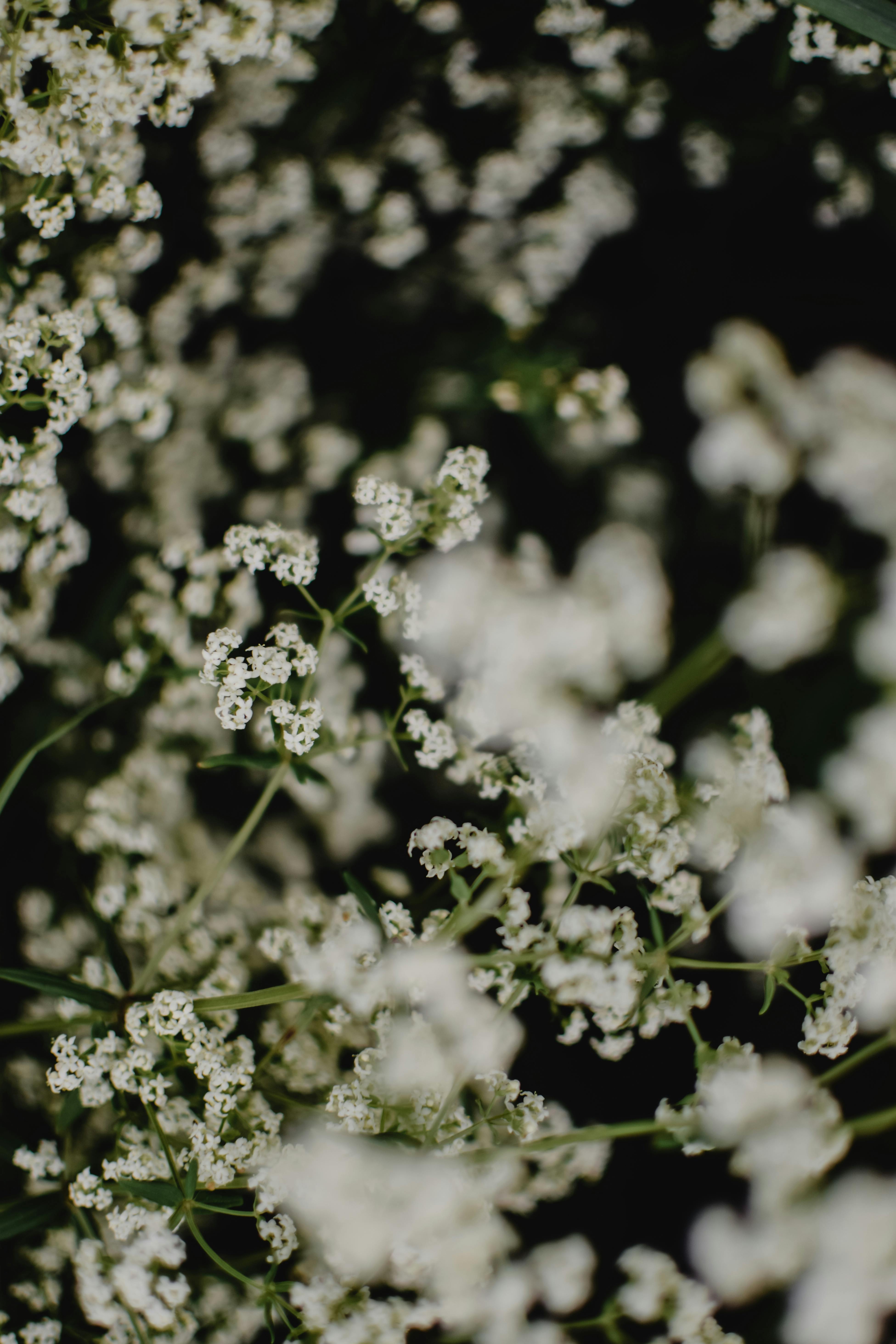 Free download who doesnt like babys breath on We Heart It 720x1280 for  your Desktop Mobile  Tablet  Explore 17 Babysbreath Wallpapers   Wallpaper for Babys Room Breath of Fire Wallpaper