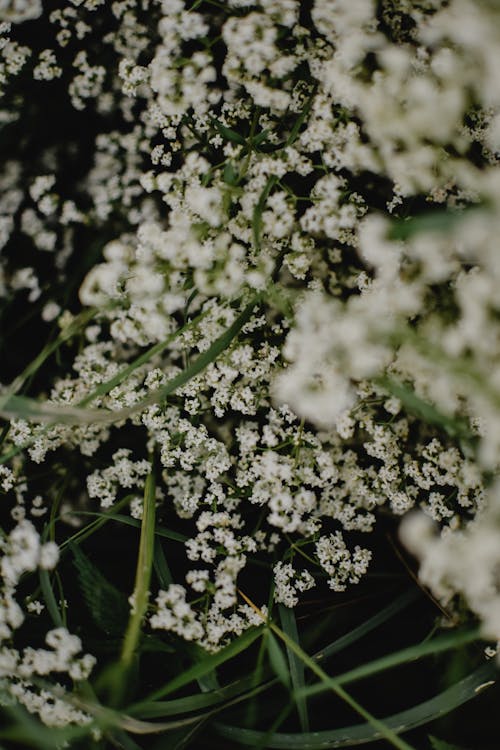 คลังภาพถ่ายฟรี ของ การถ่ายภาพดอกไม้, ดอกไม้สีขาว, พฤกษา
