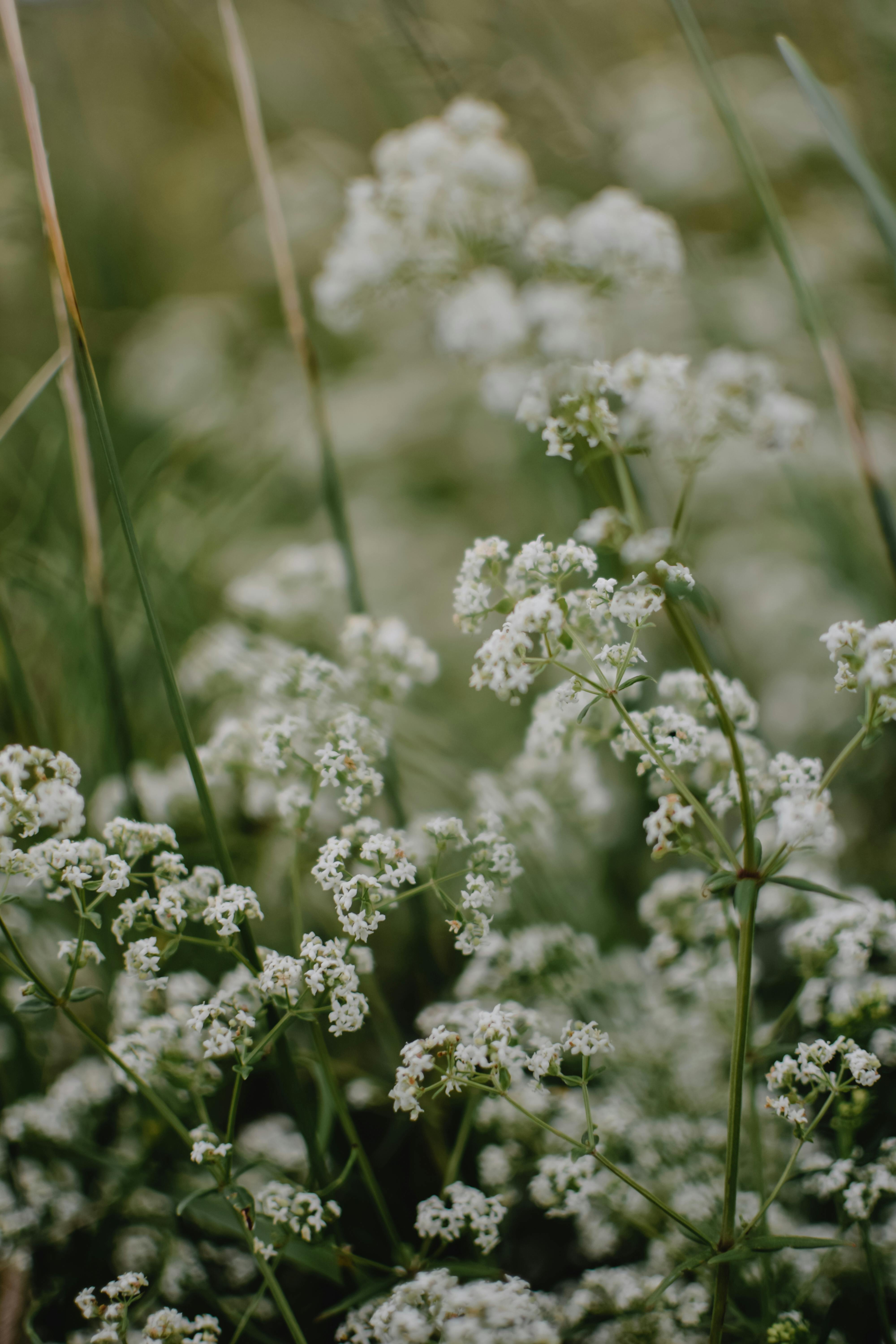 Captivating close-up of delicate white flowers in bloom, showcasing nature's intricate beauty.