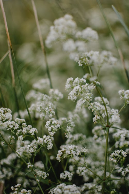 Free Plants with White Flowers in Close Up Photography Stock Photo
