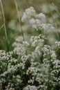 Plants with White Flowers in Close Up Photography