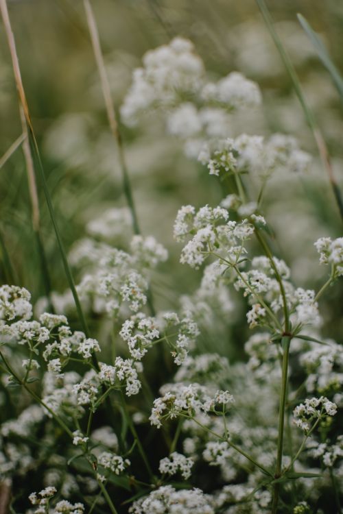 Free Captivating close-up of delicate white flowers in bloom, showcasing nature's intricate beauty. Stock Photo