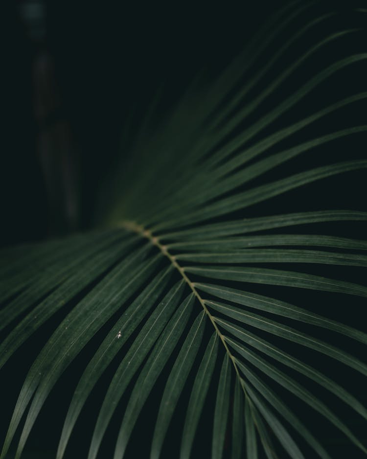 Palm Leaf Growing In Forest In Evening