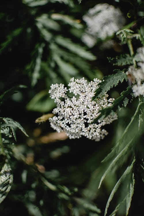 Close Up Photo of Plant with White Flowers