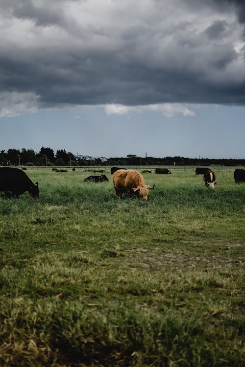 Free Δωρεάν στοκ φωτογραφιών με Αγελάδα των Χάιλαντς, αγελάδες, αγρόκτημα Stock Photo