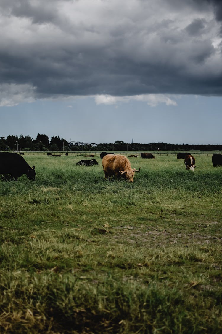 Cows Eating Grass On A Field