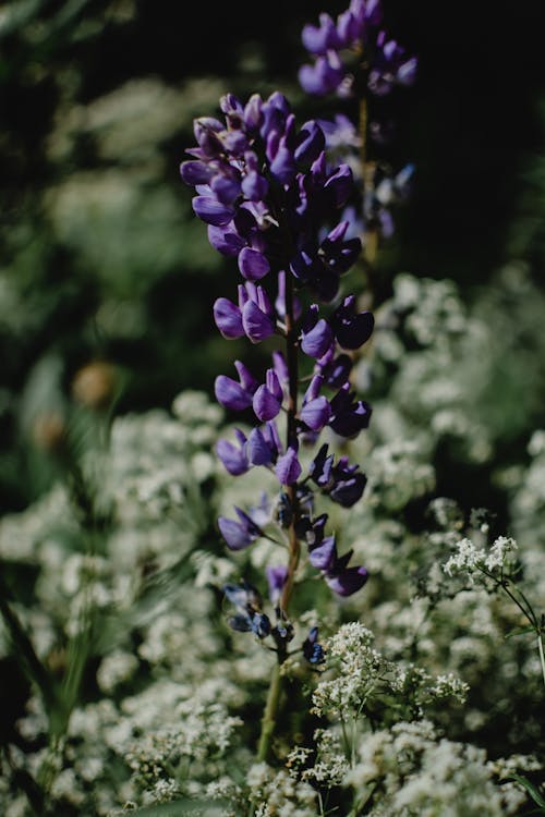 бесплатная фиолетовый цветок в объективе Tilt Shift Стоковое фото